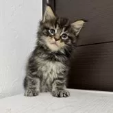 メインクーン【京都府・男の子・2025年10月7日・ブラウンタビー】の写真4