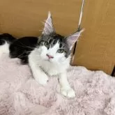 メインクーン【京都府・女の子・2025年8月30日・ブラウンタビー&ホワイト】の写真2