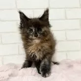 メインクーン【京都府・女の子・2025年9月30日・トーティー】の写真3