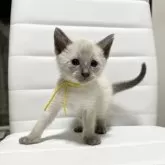 シャム(サイアミーズ)【京都府・男の子・2025年10月29日・ブルーポイント】の写真3