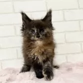 メインクーン【京都府・女の子・2025年9月30日・トーティー】の写真2