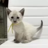 シャム(サイアミーズ)【京都府・男の子・2025年10月29日・ブルーポイント】の写真4