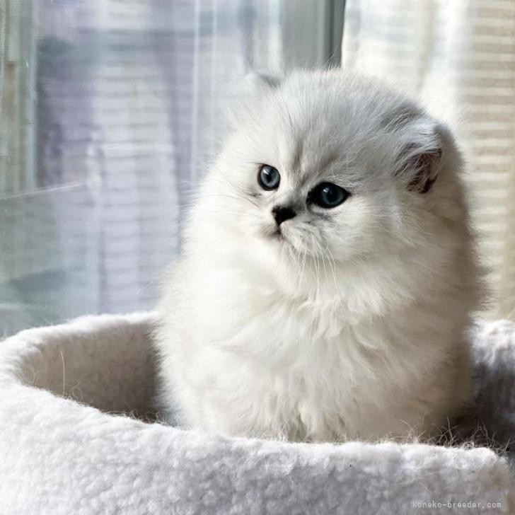 伊太利屋　毛100% 長袖　ハイネック　ニット　猫　ブリティッシュショートヘア？ 伊太利屋 毛100% 長袖 ハイネック ニット 猫 ブリティッシュ