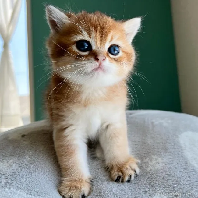 ID：2203-01321の子猫