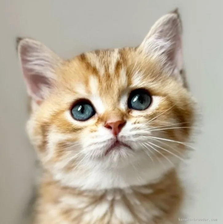 ID：2308-00322の子猫