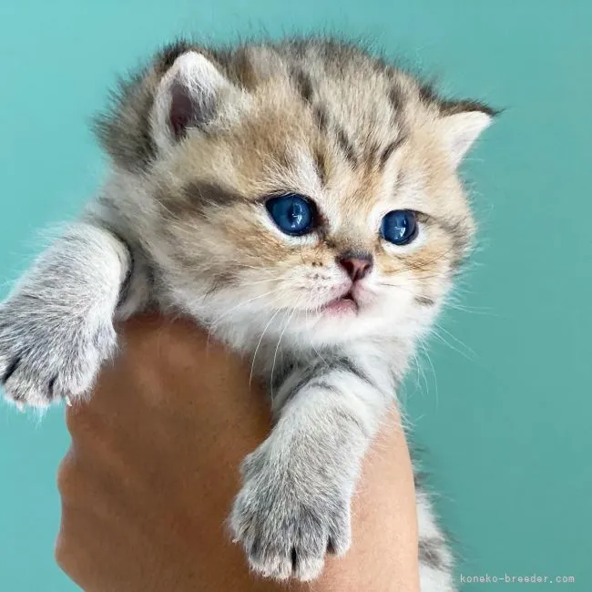 ブリティッシュショートヘア【愛知県・男の子・2021年5月3日・ゴールデンブリティッシュショートヘア】の写真1