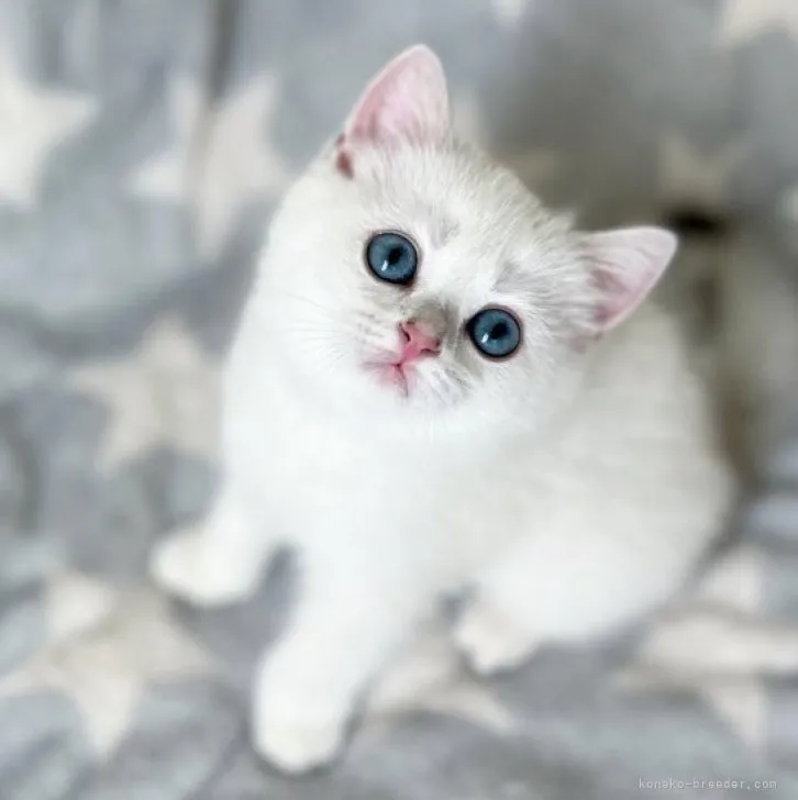ID：2305-00250の子猫