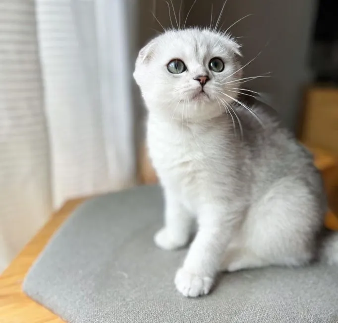 ID：2203-01441の子猫