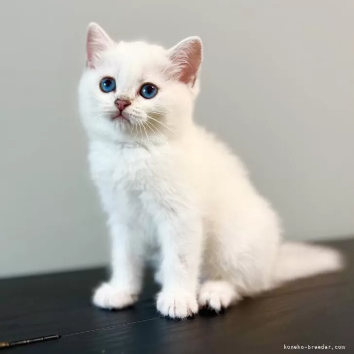 ID:2405-01470の子猫