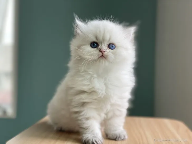 ID:2106-00600の子猫