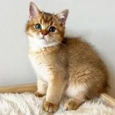 ブリティッシュショートヘア【愛知県・男の子・2023年7月13日・ゴールデン】の写真1