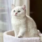 ブリティッシュショートヘア【愛知県・男の子・2022年8月17日・シルバー】の写真1