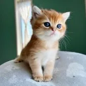 ブリティッシュショートヘア【愛知県・男の子・2022年2月12日・ゴールデン】の写真2