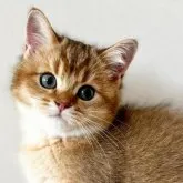 ブリティッシュショートヘア【愛知県・男の子・2023年7月13日・ゴールデン】の写真2