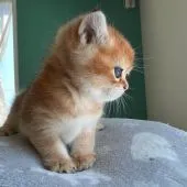 ブリティッシュショートヘア【愛知県・男の子・2022年2月12日・ゴールデン】の写真5