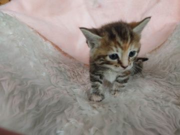 マンチカン(長足)【埼玉県・女の子・2021年9月10日・キャリコ】の写真「中短足で人懐っこい可愛い子です」