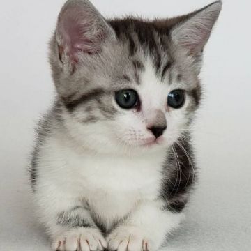 マンチカン(短足)【埼玉県・男の子・2021年2月22日・シルバータビー&ホワイト】の写真「短足で可愛いおめめです」