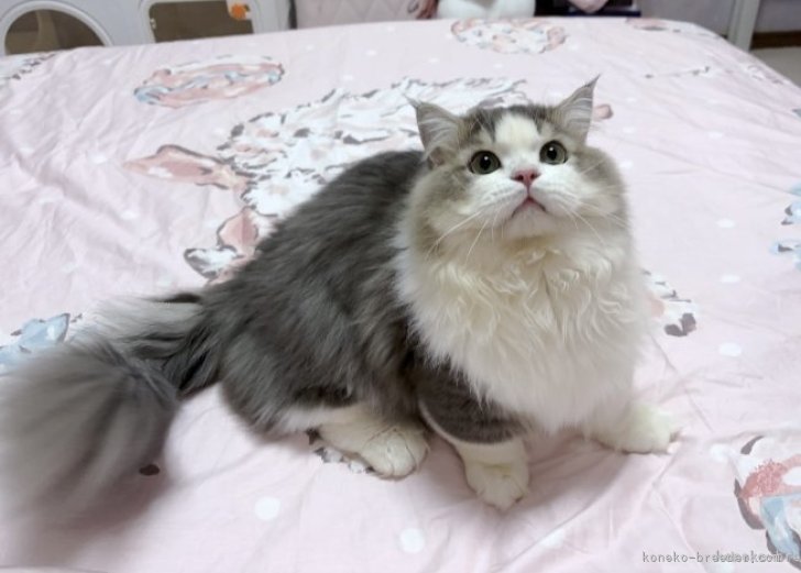 外産親猫(北極星)｜蘭　成杰(らん　せいけつ)ブリーダー(千葉県・マンチカンなど・ICC登録)の紹介写真3