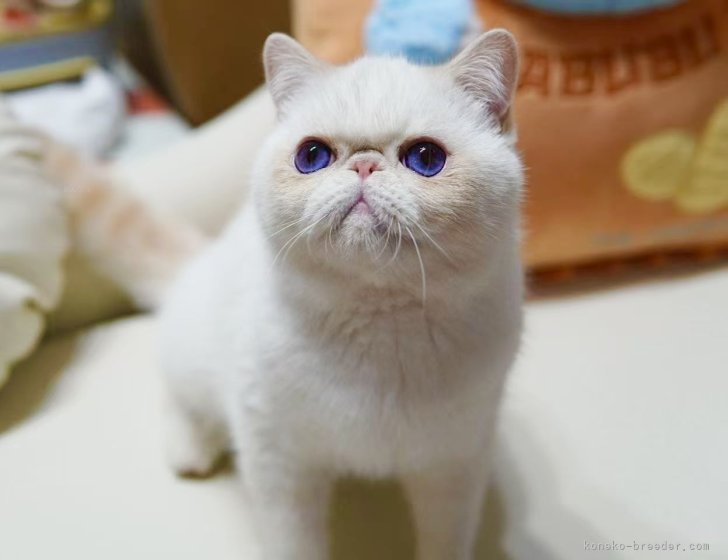 エキゾチックショートヘア(Miyu)｜清水　光一(しみず　こういち)ブリーダー(千葉県・ミヌエットなど・ICC登録)の紹介写真3