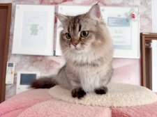 ミヌエット【・女の子・2024年4月10日・ブラックゴールデン】