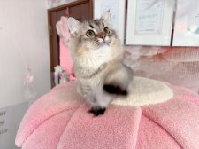 ミヌエット【・女の子・2024年4月10日・ブラックゴールデン】