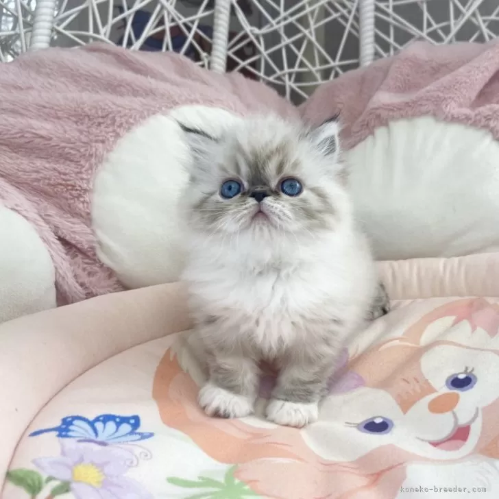 ID:2402-02227の子猫