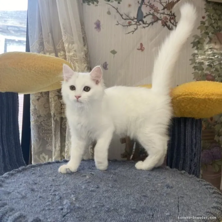 滝村正和 様のお迎えした子猫