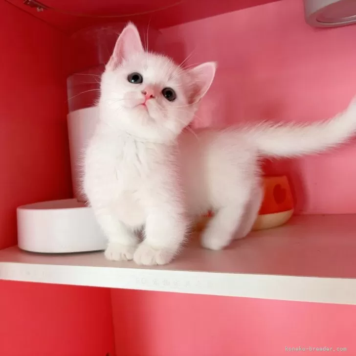 K.M 様のお迎えした子猫