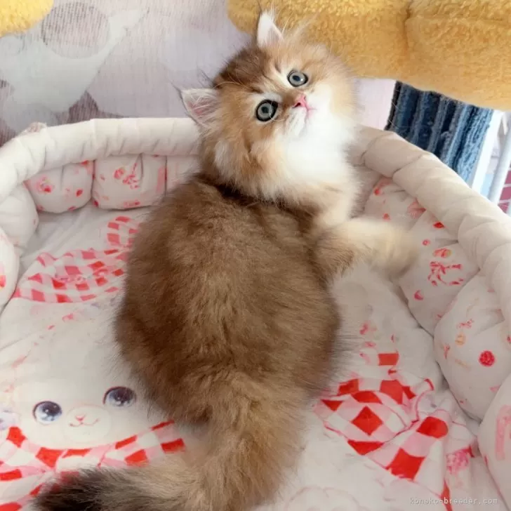 ID:2409-00269の子猫