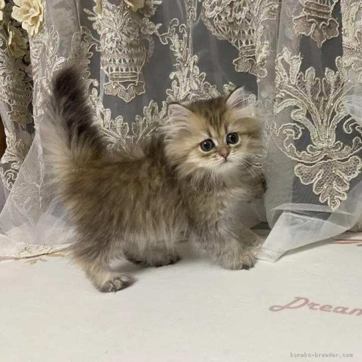 ID:2307-02528の子猫