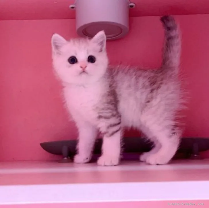 ID：2309-01893の子猫