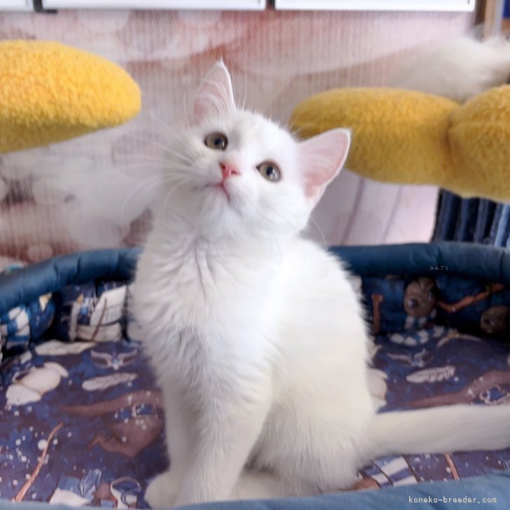 マンチカン(長足)【千葉県・女の子・2024年6月10日・白】優しい性格