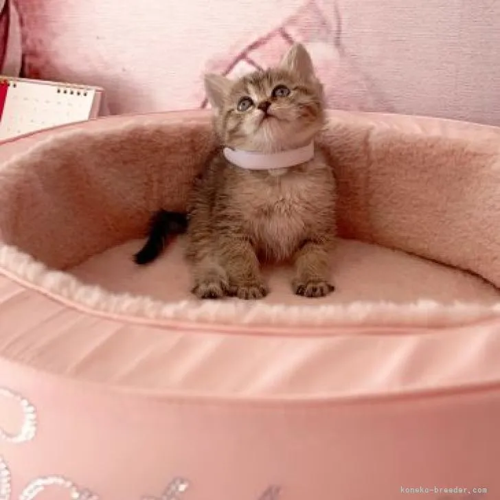 ID：2301-01861の子猫