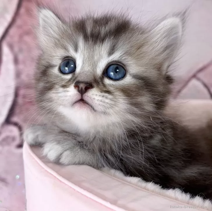 Y.N 様のお迎えした子猫