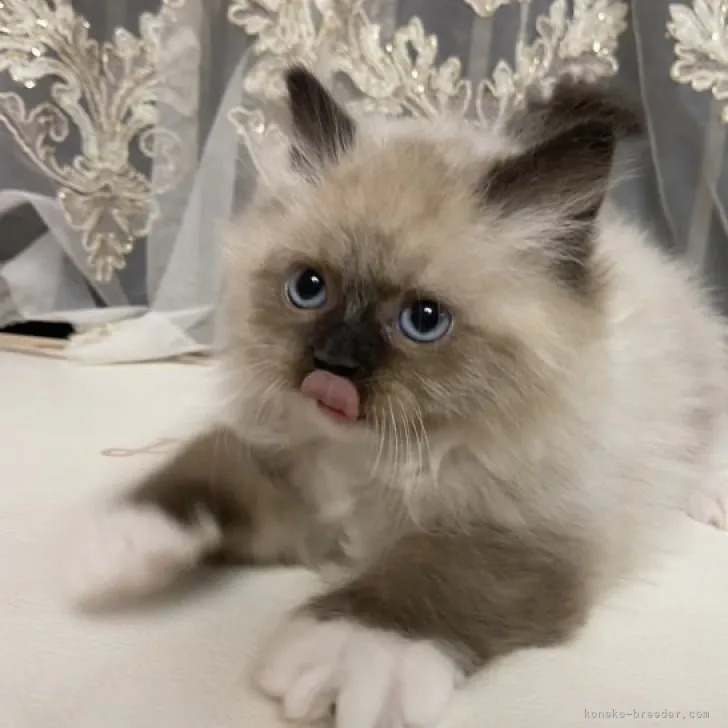 C.I 様のお迎えした子猫