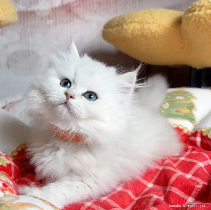 ID：2409-02455の子猫