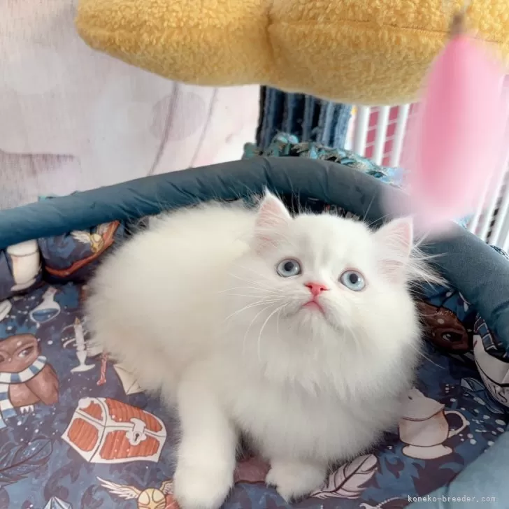 ID:2408-01917の子猫