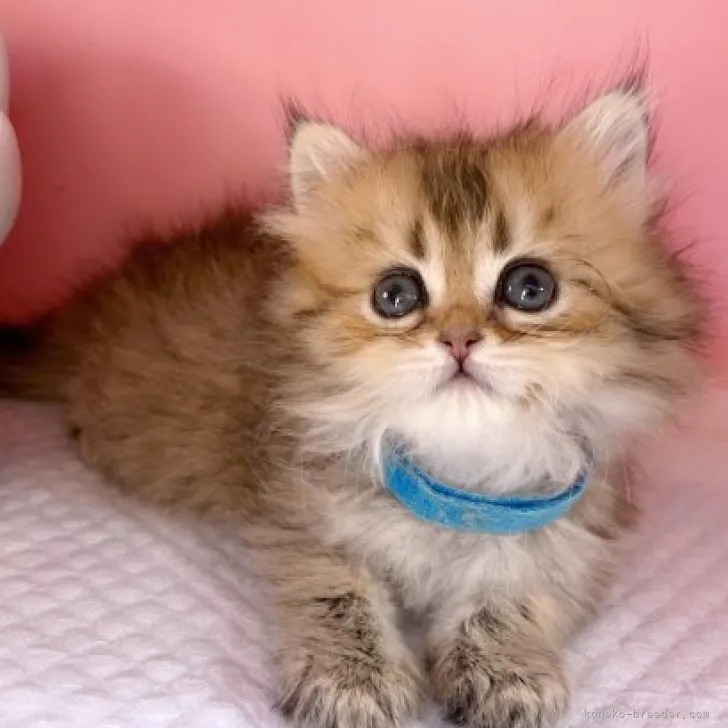 ID:2307-02535の子猫
