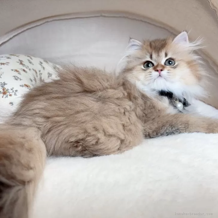 ID：2410-02883の子猫