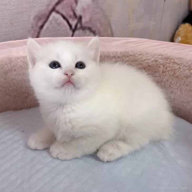 ID：2312-02369の子猫
