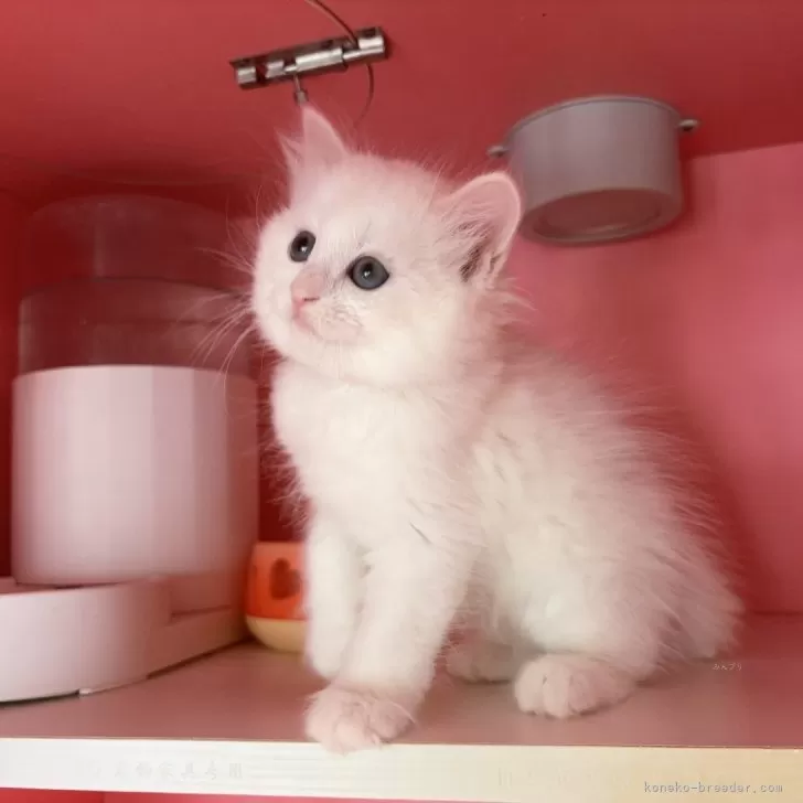 ID:2407-01835の子猫