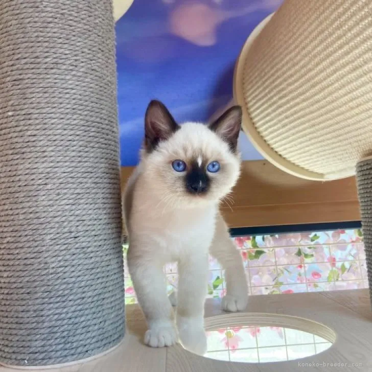 滝村 正和 様のお迎えした子猫