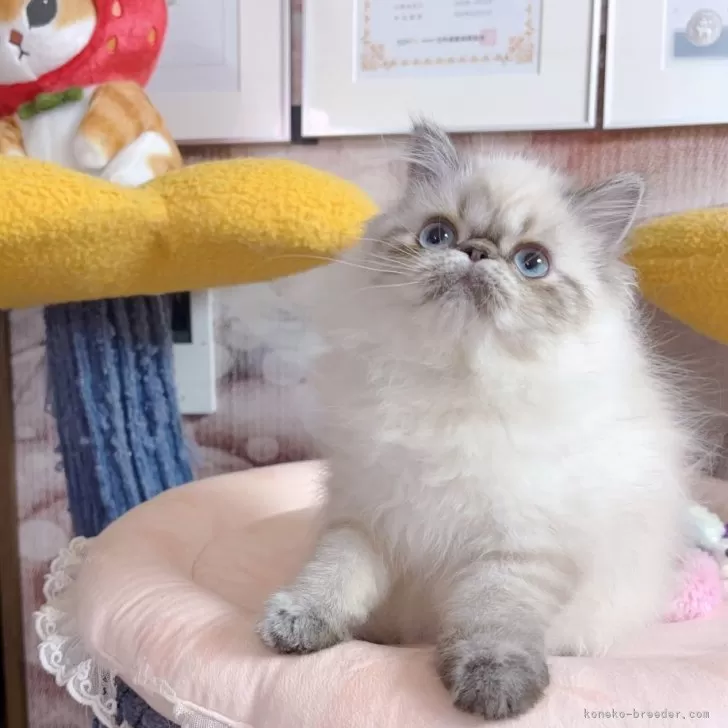 ID:2402-02228の子猫