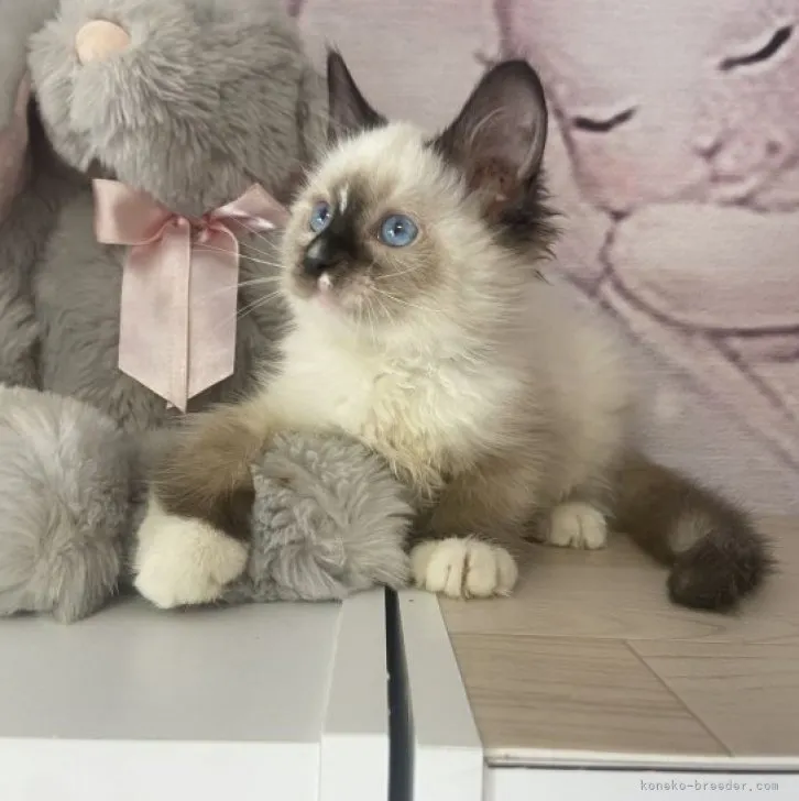 S 様のお迎えした子猫