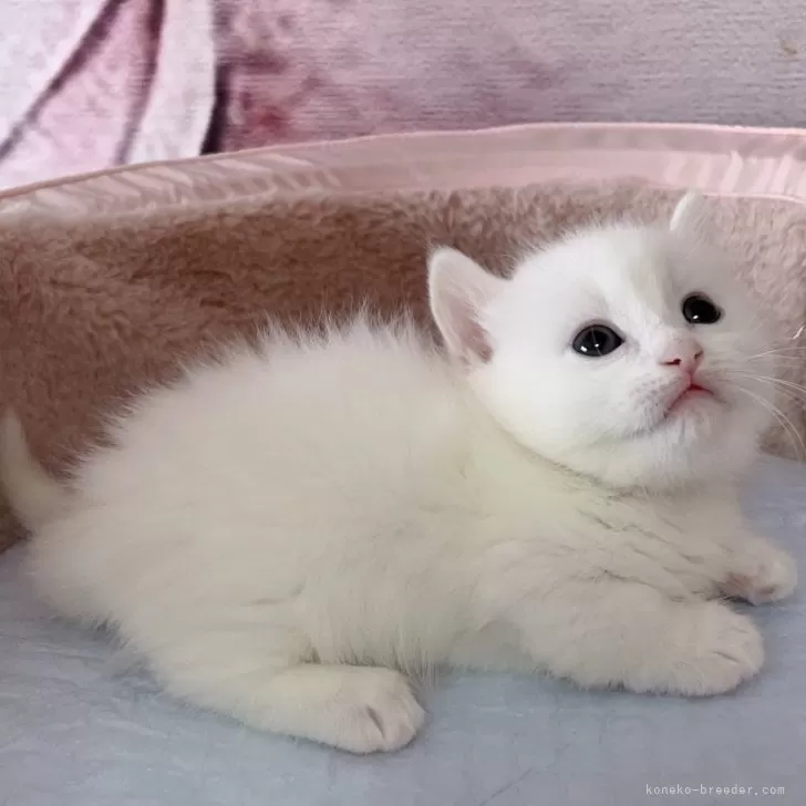 ID:2312-02370の子猫
