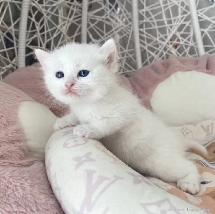 ID：2402-01923の子猫