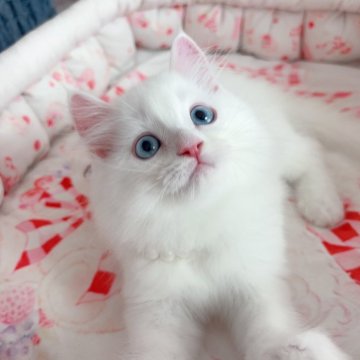 ミヌエット【千葉県・男の子・2024年7月12日・真っ白（ふわふわ）】の写真「超綺麗ブルー目　優しい性格　可愛い王子」