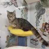 マンチカン(短足)【千葉県・女の子・2023年3月12日・キャリコ】の写真1