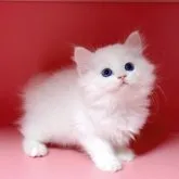 ミヌエット(長足)【千葉県・男の子・2023年8月16日・ホワイト】の写真1