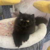 エキゾチックロングヘア